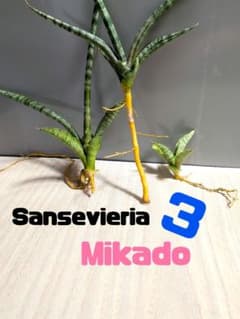 サンスベリア ミカド♡ 3株（抜き苗） - メルカリ