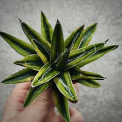 多肉植物・アガベ・氷山・笹の雪の黄覆輪・鮮明な黄色斑 - メルカリ