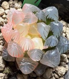 多肉植物 ハオルチア OB-1オブツーサ錦 鮮明錦 超美品 - メルカリ