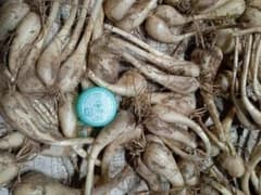ラスト2■らっきょう約１kg■農薬、除草剤、肥料等栽培期間中不使用■鹿児島■のサムネイル