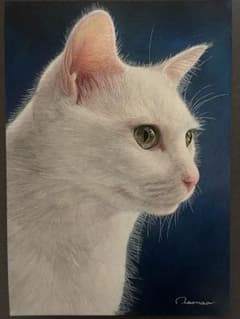 色鉛筆画A4白猫36 色鉛筆画A4白猫36 色鉛筆画A4白猫36 色鉛筆画A4白