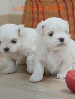 はるりささま専用のサムネイル