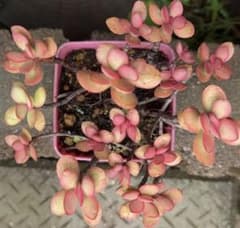 多肉植物 紅稚児 美苗 抜き苗 - メルカリ