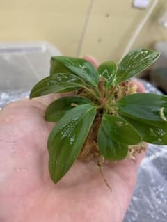 Homalomena sp. Riau,sumatera TK0425-1のサムネイル