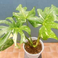 現品　モンステラ　デリシオサ　斑入り　62番　タイコンステレーション　観葉植物 現品 モンステラ デリシオサ 斑入り 62番 タイコンステレーション 観葉