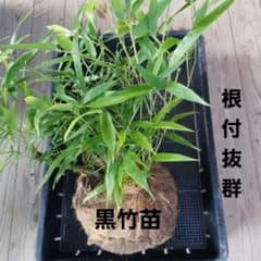 黒竹苗(7/19)クロチク 根付き抜群 植え付け簡単 - メルカリ