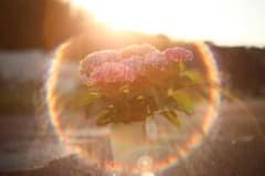 整備済☆ Super-Takumar 55mm F1.8 前期型 虹色サークル - メルカリ