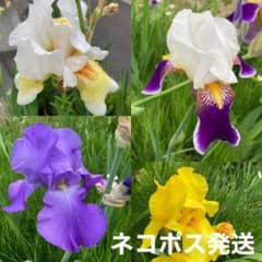 ジャーマンアイリス 10球根 ネコポス発送 - メルカリ