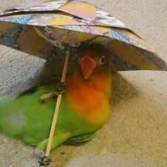 さとっち様専用のサムネイル