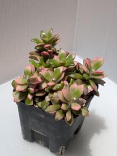 ♪ 桜吹雪　抜き苗　アナカンプセロス　多肉植物 ♪のサムネイル