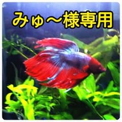 みゅ～様専用  本日23日までにご購入手続きお願い致しますのサムネイル