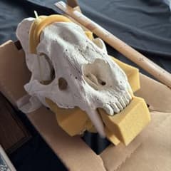 サーベルタイガー標本　アメリカ製 サーベルタイガー標本 アメリカ製 - メルカリ