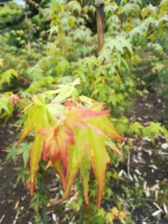 紅葉の苗木　植物のサムネイル