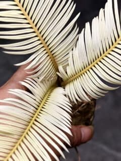 S43 黄金ソテツ 斑入りソテツ 白い蘇鉄 モンステラ 蘇鉄 変異 ソ中球株