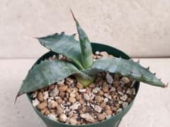 Agave colorata アガベ コロラータ 白岳殿 - メルカリ