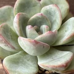 アマビレ 抜き苗 多肉植物のサムネイル