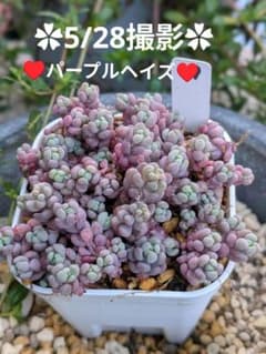 19♥紅葉中♥ パープルヘイズ 抜き苗 多肉植物 - メルカリ