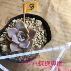 アゲハ蝶専用‼️のサムネイル