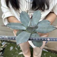 462 アガベ ホーチエンシス 吉祥天 高級灰 極上美品 - メルカリ