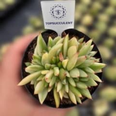 Top【選抜株】多肉植物　362709イケソウル綴化　40個　鉢無し/脱土 Top【選抜株】多肉植物 362709イケソウル綴化 40個 鉢無し/脱土 - メルカリ