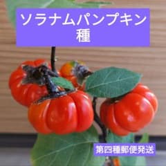 【春まき】ソラナムパンプキン　種　50粒　第四種郵便発送のサムネイル