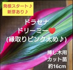 観葉植物】ドラセナドリーミー(縁取りピンク太め♪)♥️カット苗約16cm