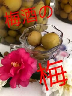 梅酒の梅　1kgのサムネイル