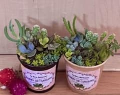 特別価格 そのまま飾れます 多肉 サボテン 寄せ植え 育て方メモ❤️2つ