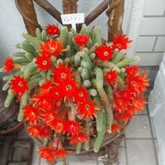 白檀　サボテン　多肉植物　植物　観葉植物のサムネイル