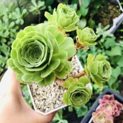 翡翠瑠璃 群生 大苗 アエオニウム 多肉植物 - メルカリ