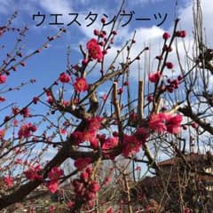 ウエスタンブーツ 専用ページのサムネイル