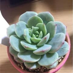 多肉植物   バニラビズ  大苗抜き苗のサムネイル