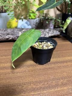 希少 フィロデンドロン シャロニアエ - メルカリ