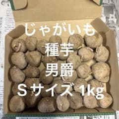 じゃがいも　種芋　男爵　1kg Ｓサイズのサムネイル