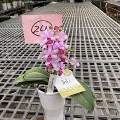 ミディー胡蝶蘭　なぁ　メルカリ便 ミディー胡蝶蘭 なぁ様専用 メルカリ便 - メルカリ