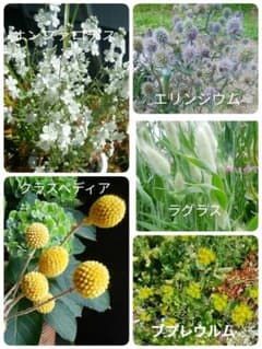 秋まきの素敵な草花オンファロデス、クラスペディア、ラグラス、エリンジウム等5種類