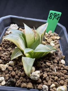 89g 多肉植物 ハオルチア 火焔山コレクタ錦 自家繁殖 鉢植え発送