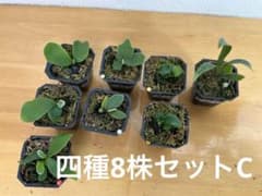 ビカクシダ 四種8株セットC - メルカリ