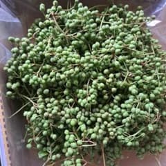 山椒の実　(300g)のサムネイル