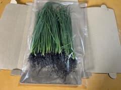 玉ねぎ苗 60株　スーパー春いちばんのサムネイル