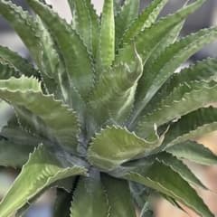アガベ 観葉植物 子株 ローガンカルホーンのサムネイル