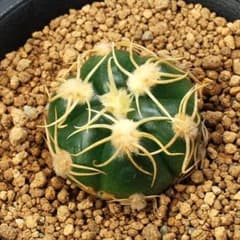 ギムノカリキウム　天王丸　サボテン260531のサムネイル