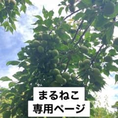 箱込み色付いた梅5kgのサムネイル