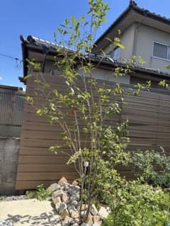 近隣配送、岡山受取限定　キンモクセイ　透かし剪定　3m程度 近隣配送、岡山受取限定 キンモクセイ 透かし剪定 3m程度 - メルカリ