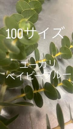 フレッシュ ユーカリ ベイビーブルー 100サイズ 花材 増量中のサムネイル