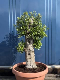 希少】オリーブ古木 幹径18cm 高さ90cm シンボルツリー 地植えOK