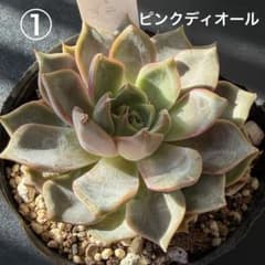 多肉植物 韓国苗 ピンクディオール ①のサムネイル