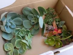ハンドメイド 鉢 そのまま飾れる 多肉植物3点セット | Shop at Mercari