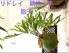 ビカクシダ　リドレイ　胞子嚢③のサムネイル