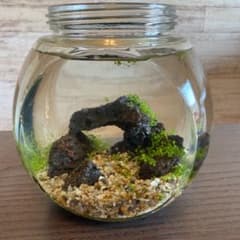 ❗メダカの水槽❗️ボトルアクアアート❗室内飼育専用❗️苔アート❗️のサムネイル